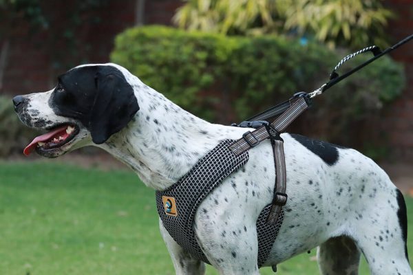 dog-dude-over-head-walking-harness2.jpg dog-dude-over-head-walking-harness2.jpg