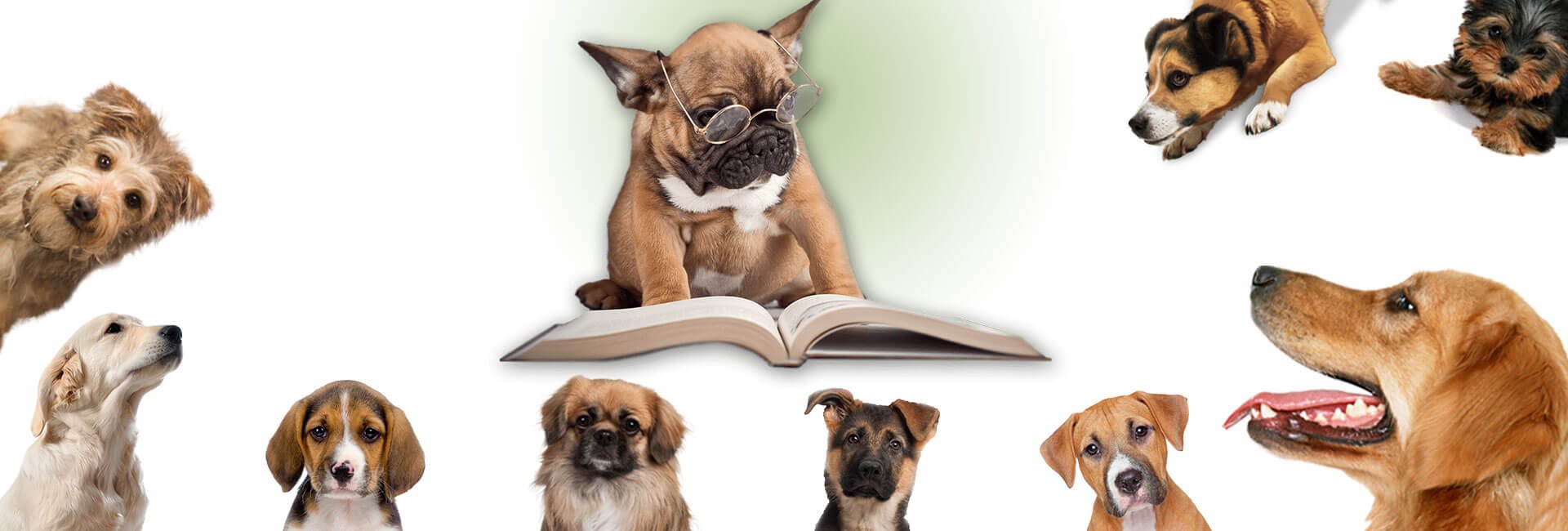 dog-dude-product-guide-banner.jpg dog-dude-product-guide-banner.jpg